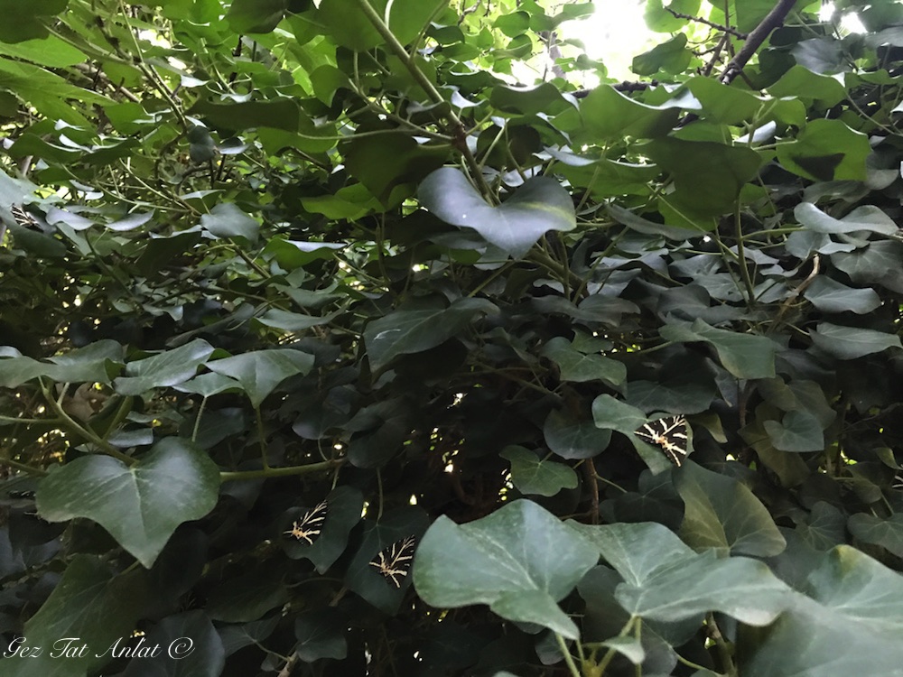 Kelebekler Vadisi – Paros